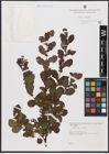 Foto von Salix aurita L.